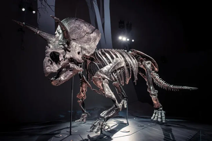 Ini Fosil Dinosaurus...