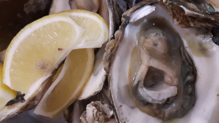 Oyster Terbaik dari...