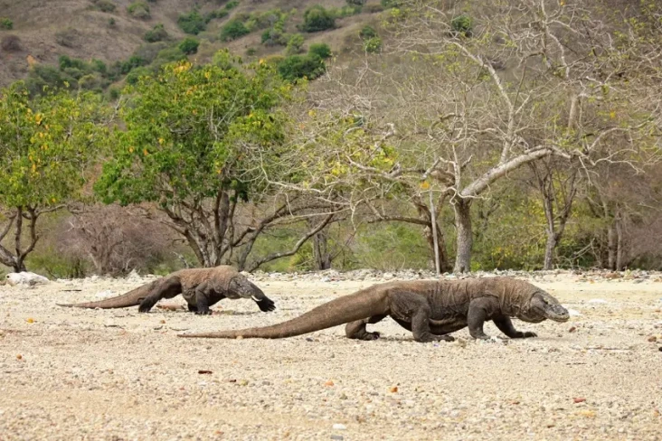 Fakta Unik Pulau Komodo,...