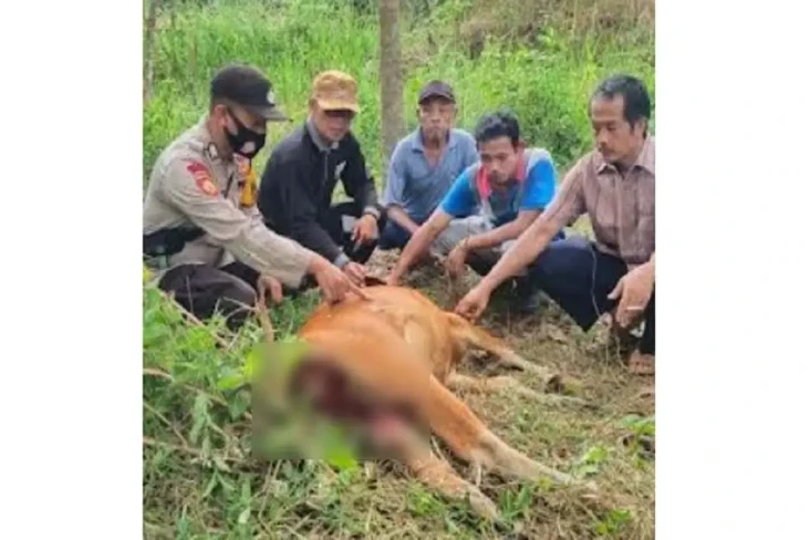 Menakutkan! Harimau...