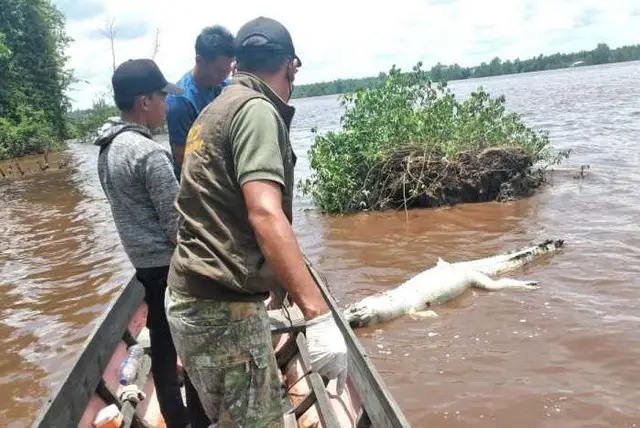 Sampit Geger! Bangkai...