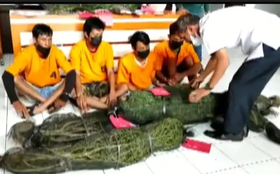 Petani Lahat Dibekuk...