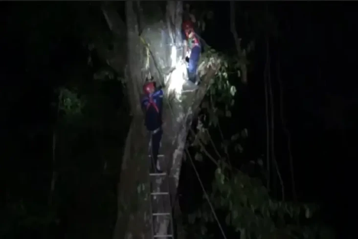 Penebang Pohon Berusia...