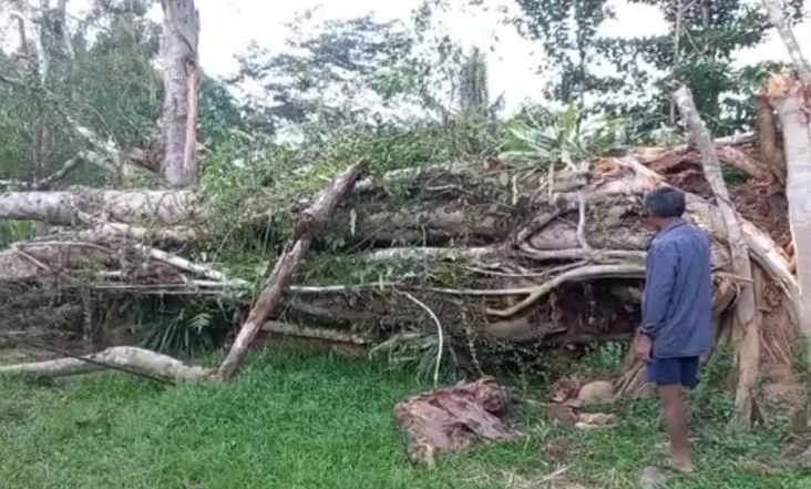 Pohon Beringin Keramat...