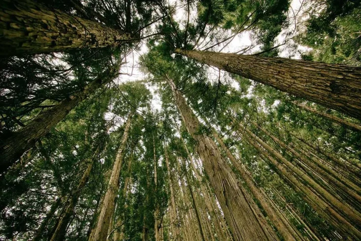 Hutan Bantu Kurangi...