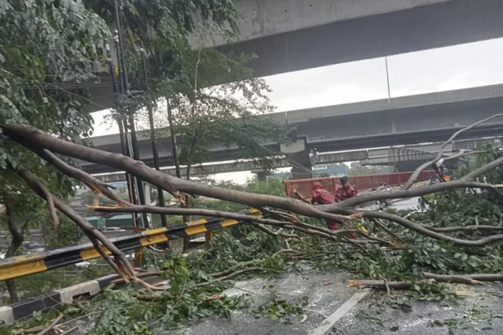 Pohon Tumbang di Bekasi...