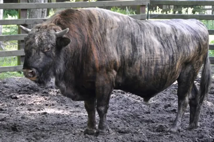 Mengenal Beefalo, Hewan...