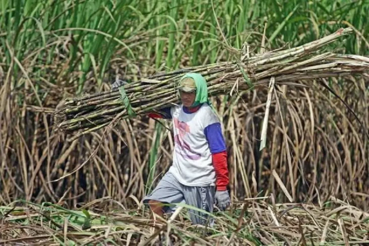 Petani Tebu Merasa Pahit...