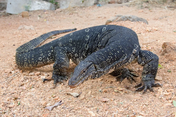 Viral Video Biawak Masuk...