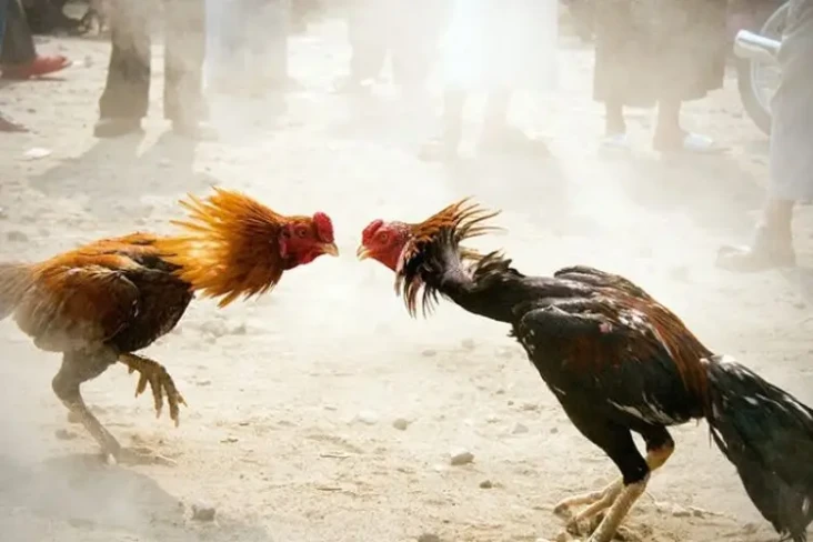 Apes, Maling Ayam di...