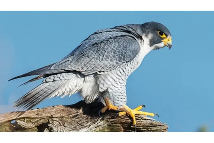5 Burung Tercepat di...