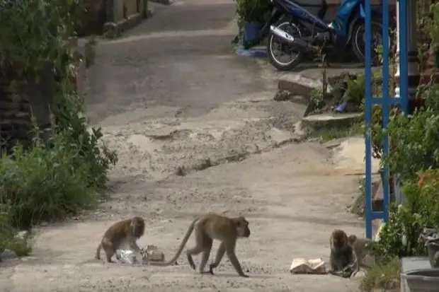 Serangan Kera Ekor Panjang...