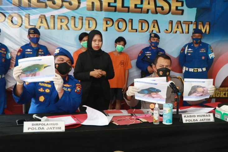 Ratusan Satwa Dilindungi...