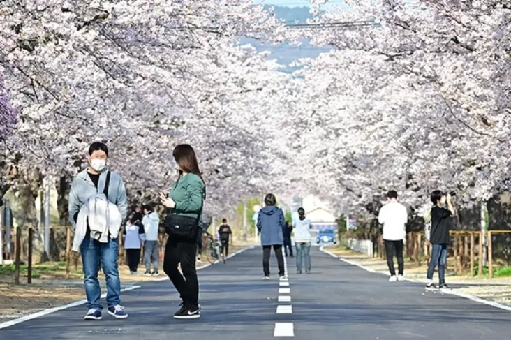 Terowongan Sakura di...