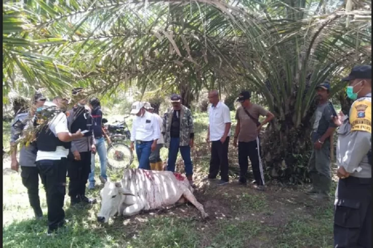 Warga Simalungun Resah...
