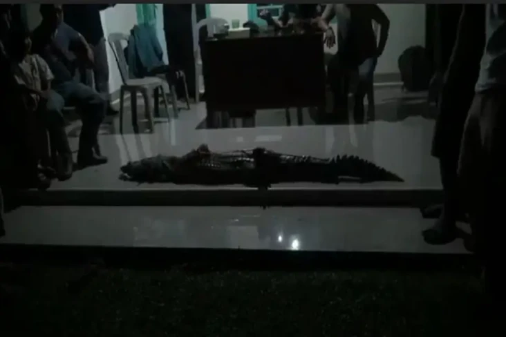 Gawat! Buaya Sepanjang...
