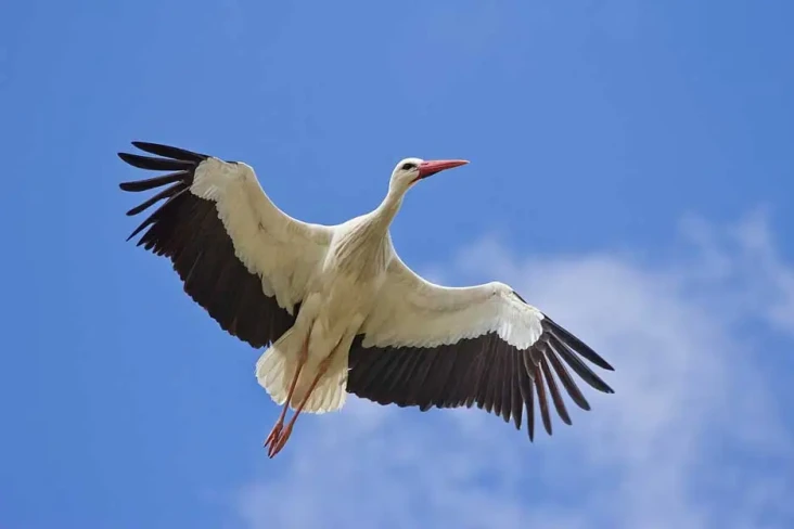 Bangau Putih, Burung...