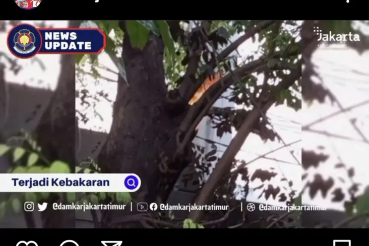 Pohon Besar di Ciracas...