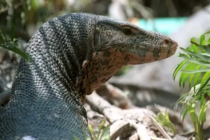 4 Pria Ini Perkosa Biawak,...