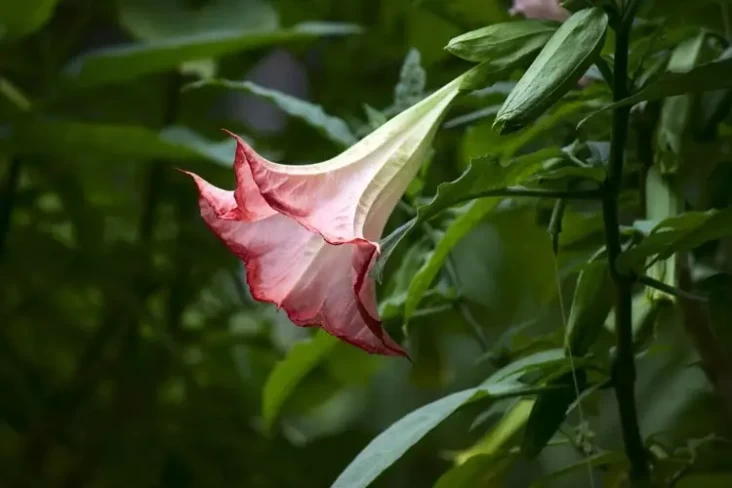 5 Bunga Cantik tapi...