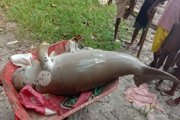 Heboh, Seekor Duyung...