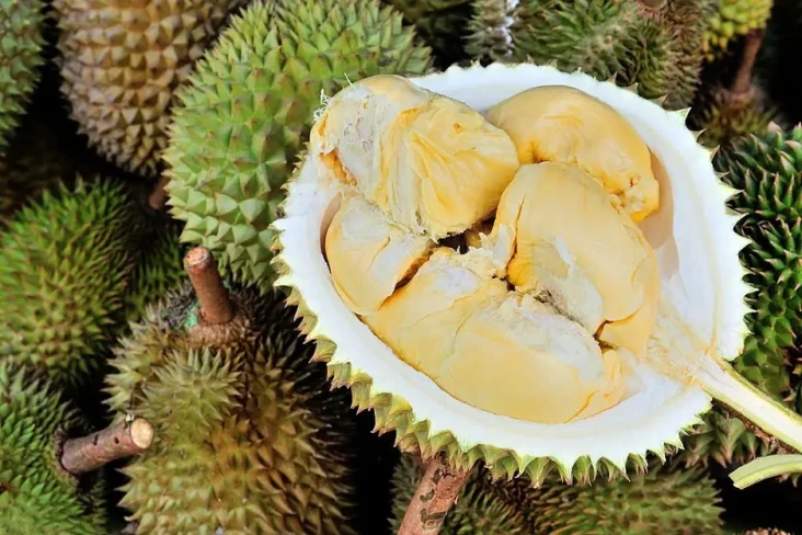 Perbedaan Durian Medan...