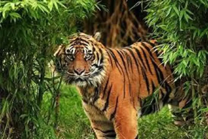 Gawat! Harimau Sumatera...