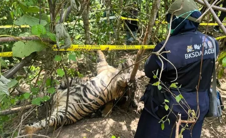 3 Harimau Sumatera Ditemukan...