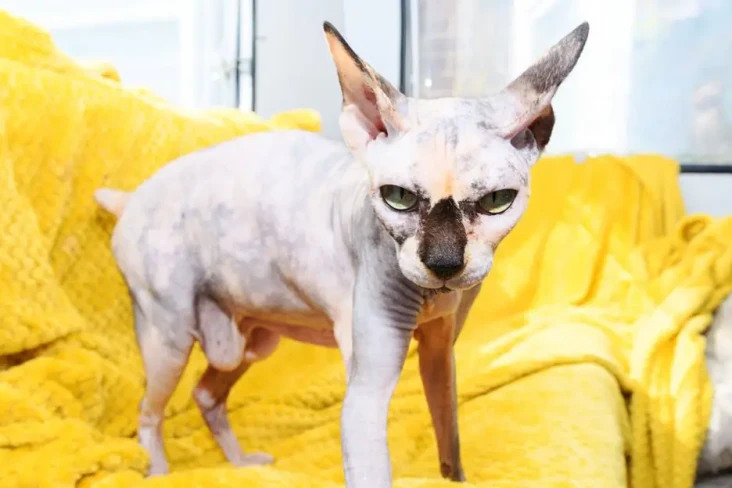 Kucing Ini Hampir Mati...