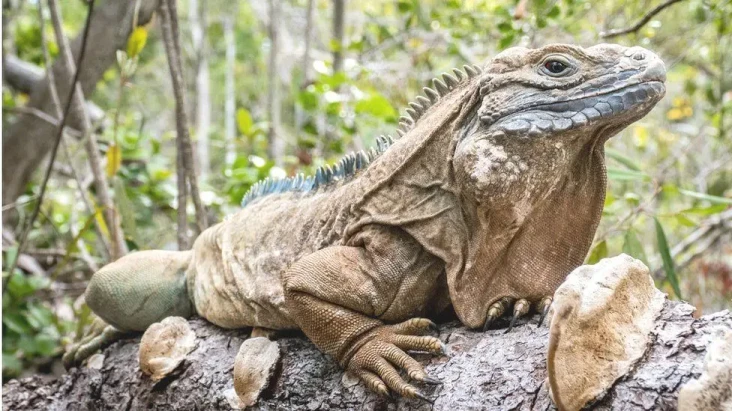 Kurang Menarik, Reptil...