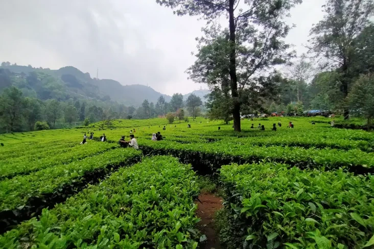 Wisata Murah Meriah,...
