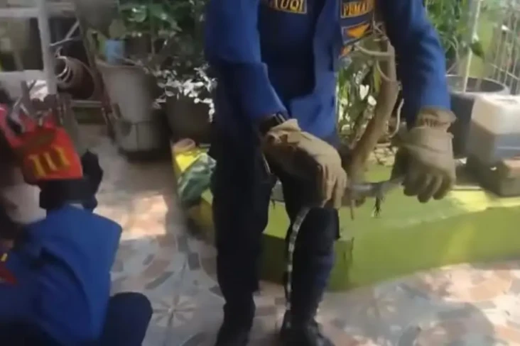 Ngeri! Biawak Teror...