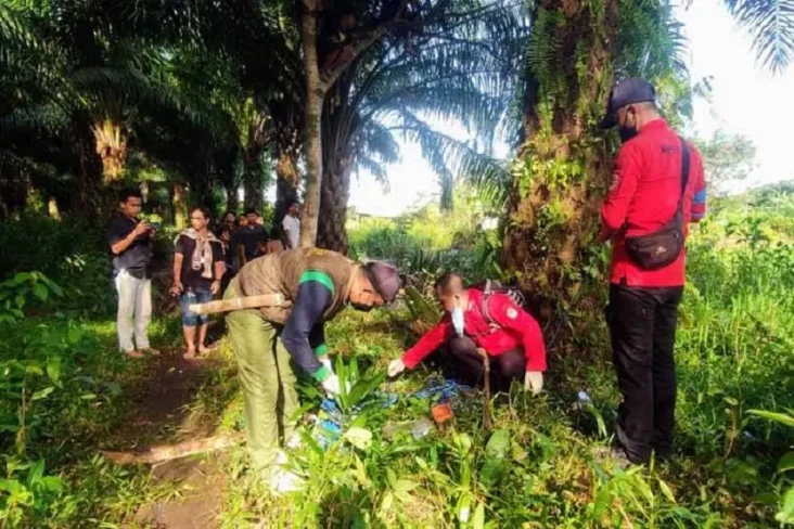 2 Ekor Buaya Teror Warga...
