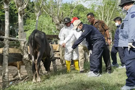 Ini Langkah Cepat Kementan...