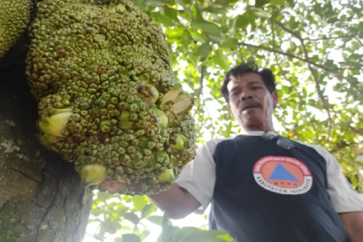 Indramayu Gempar! Buah...