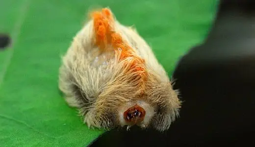 Ulat Kucing, Terlihat...