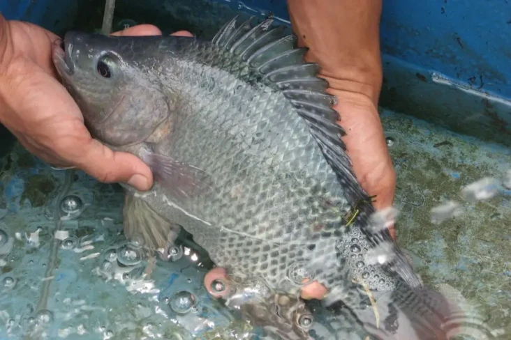 Selain Lezat, Ikan Nila...