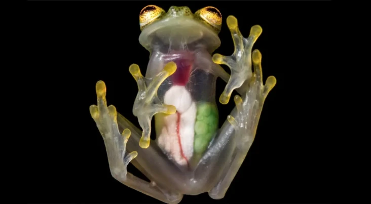 Katak Kaca Punya Perut...
