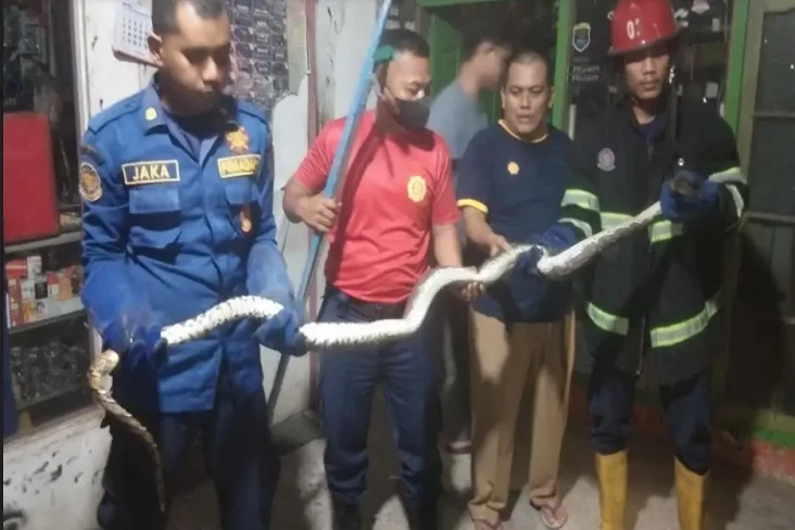Geger! Ular Piton Sepanjang...