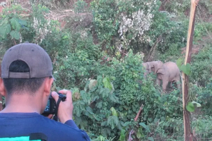 Populasi Gajah Sumatera...