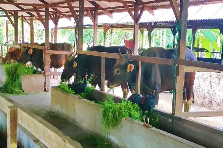 Penyakit Mulut dan Kuku...