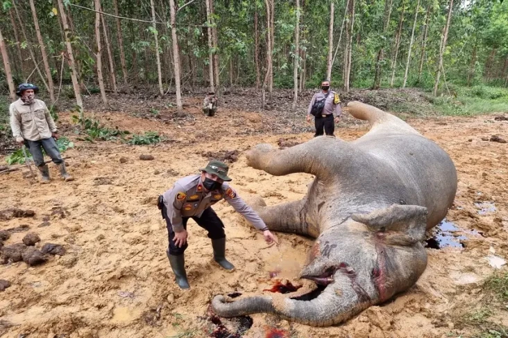 Miris, Gajah Sumatera...