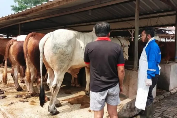 19 Hewan Ternak di Bekasi...