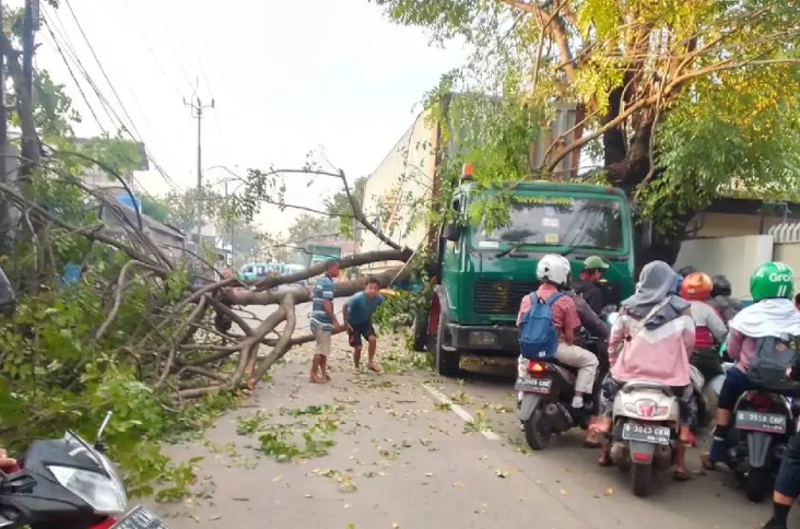 Pohon Tumbang Timpa...