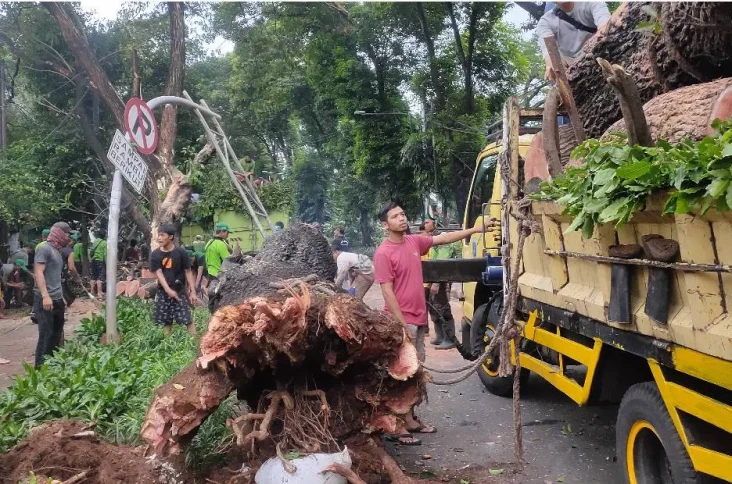 Pohon Besar Tumbang...