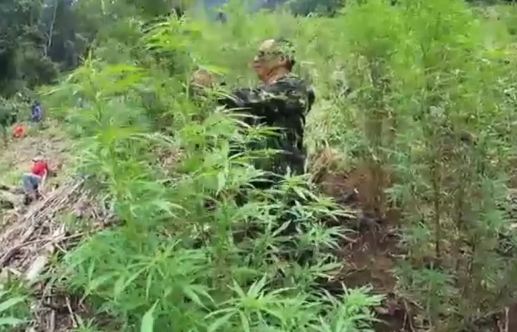 5 Hektare Ladang Ganja...