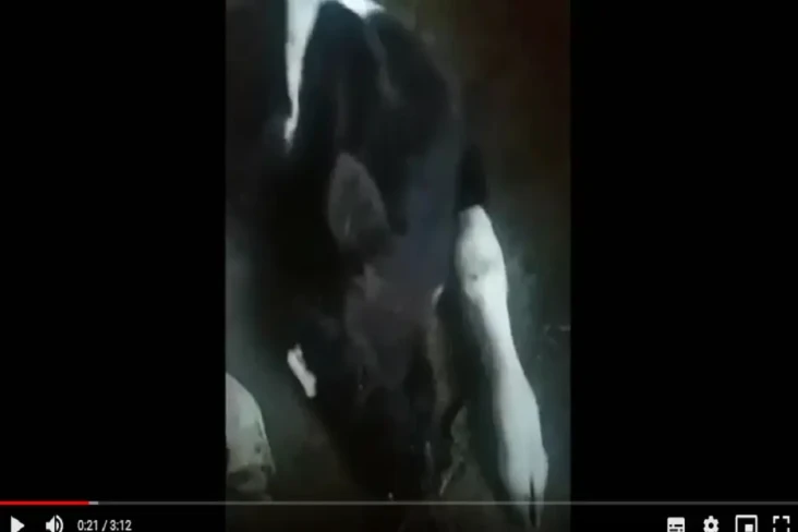 Belasan Sapi Perah di...