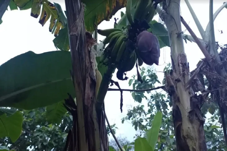 Langka! Buah Pisang...