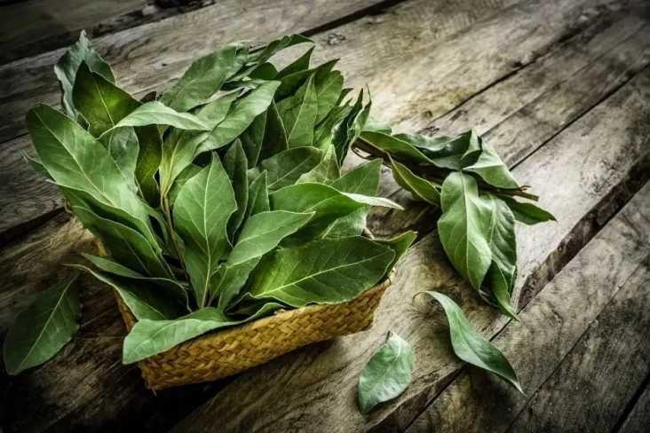6 Daun-daunan Penurun...
