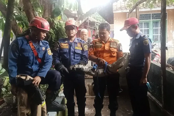Mulai Agresif, Buaya...
